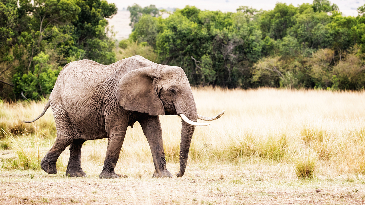 Elephant in a field